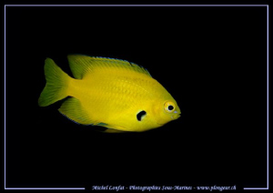 Little Yellow Damsel Fish in the waters of the Red Sea in... by Michel Lonfat 
